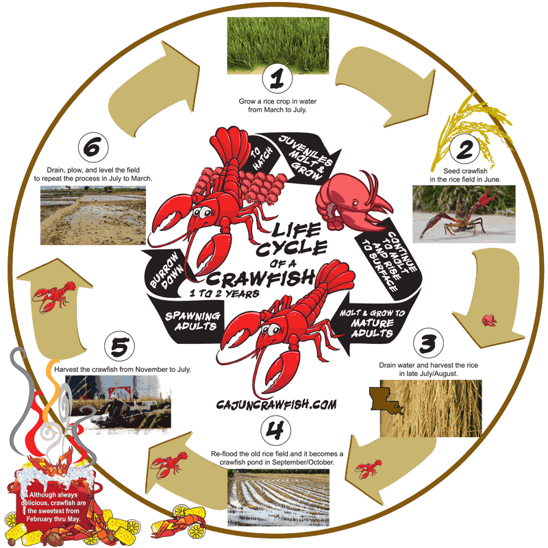 Life-cycle of a Crawfish - CajunCrawfish